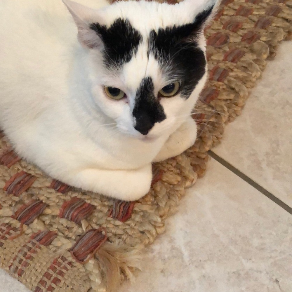 Meet your Posher, Pina